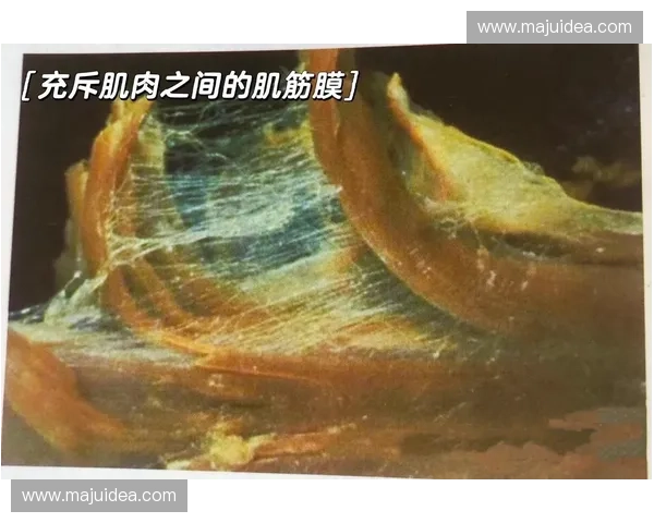 全面解析筋膜释放在身体功能恢复与运动表现提升中的核心应用策略